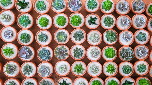Why Plant Party Favours are Growing in Popularity