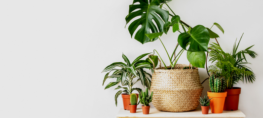 Getting Your Indoor Plants Through the Winter