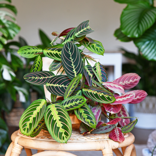 July Jewels: Discover the Enchantment of the Maranta Plant!