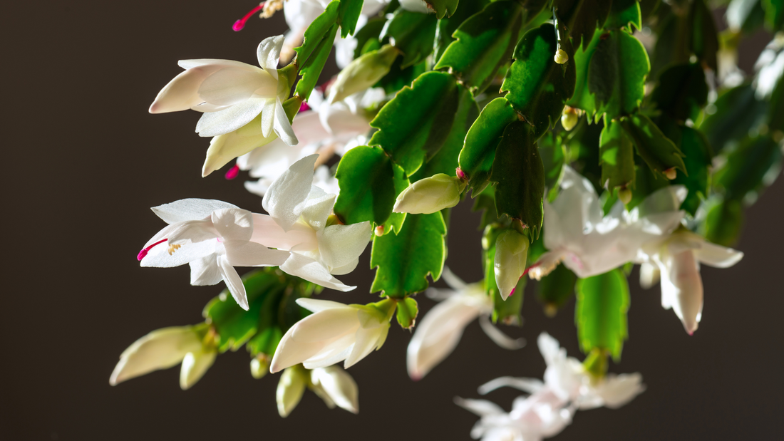 December's Plant of the Month, The Christmas Cactus!