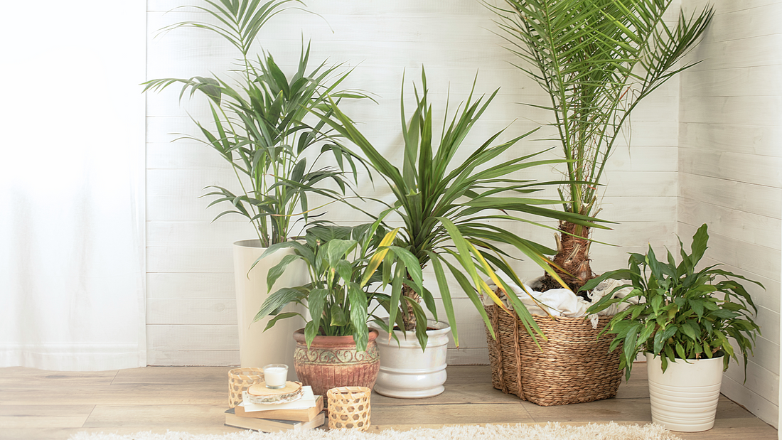 Finding the Perfect Pot for your Plants