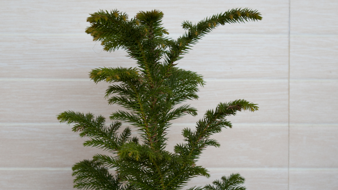 November's Plant of the Month- Northfolk Pine