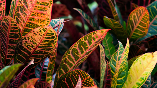 October's Plant of the Month: The overlooked Croton