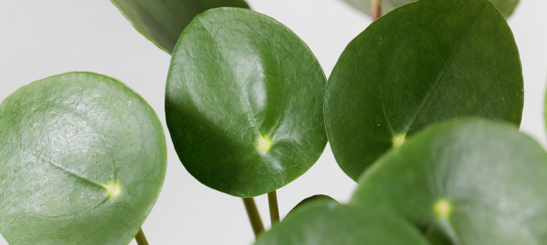 Fall in Love with the Pilea - Our September Plant Spotlight