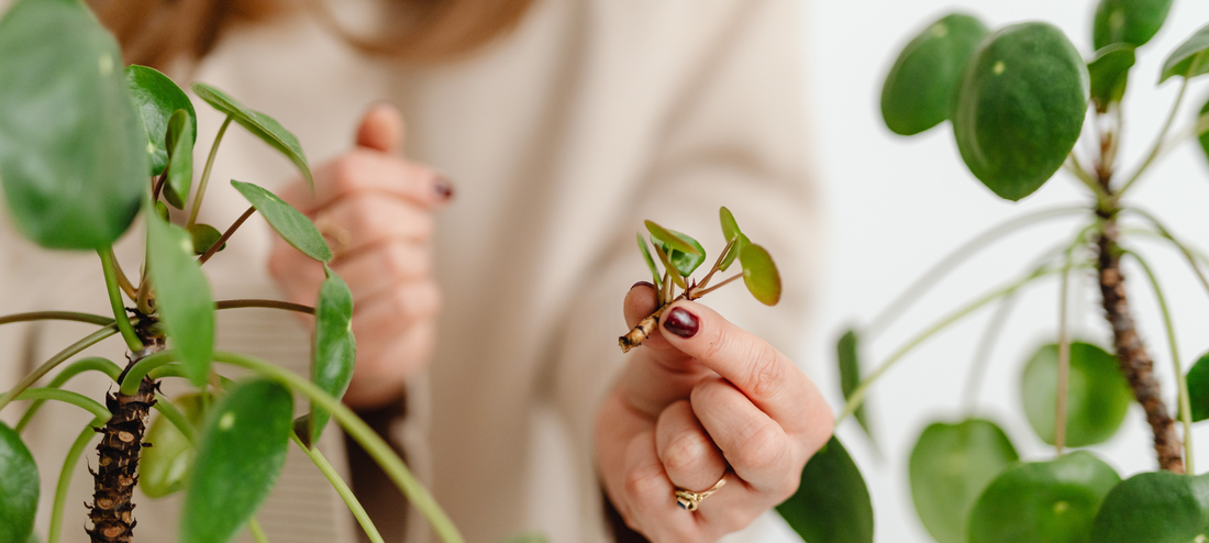 Propagating Pilea Pups: A Step-by-Step Guide