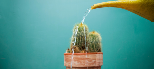 Caring for Your Cactus, The Prickly Situation