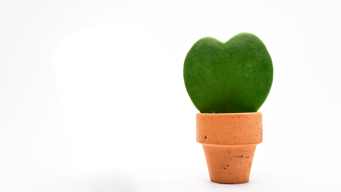 Meet February's Plant Crush, the Hoya Kerri