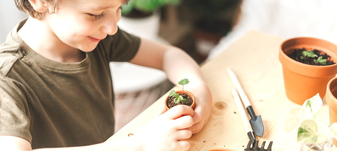 The Magic of Plants in a Classroom