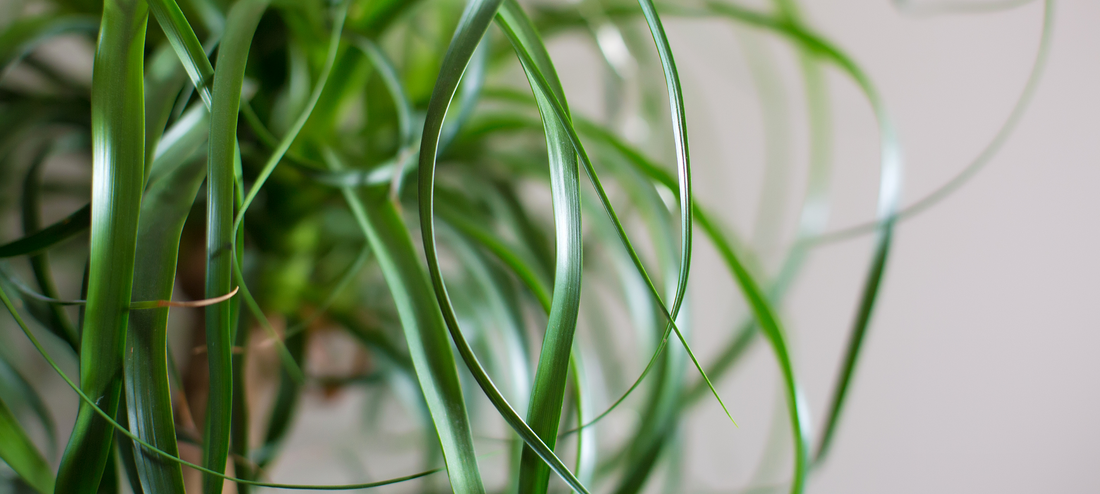 August's Plant Pick: The Ponytail Palm
