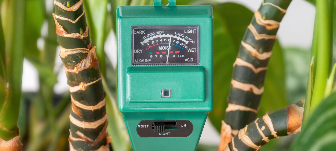 Moisture Management 101: Using Meters to Perfect Your Plant Watering Routine