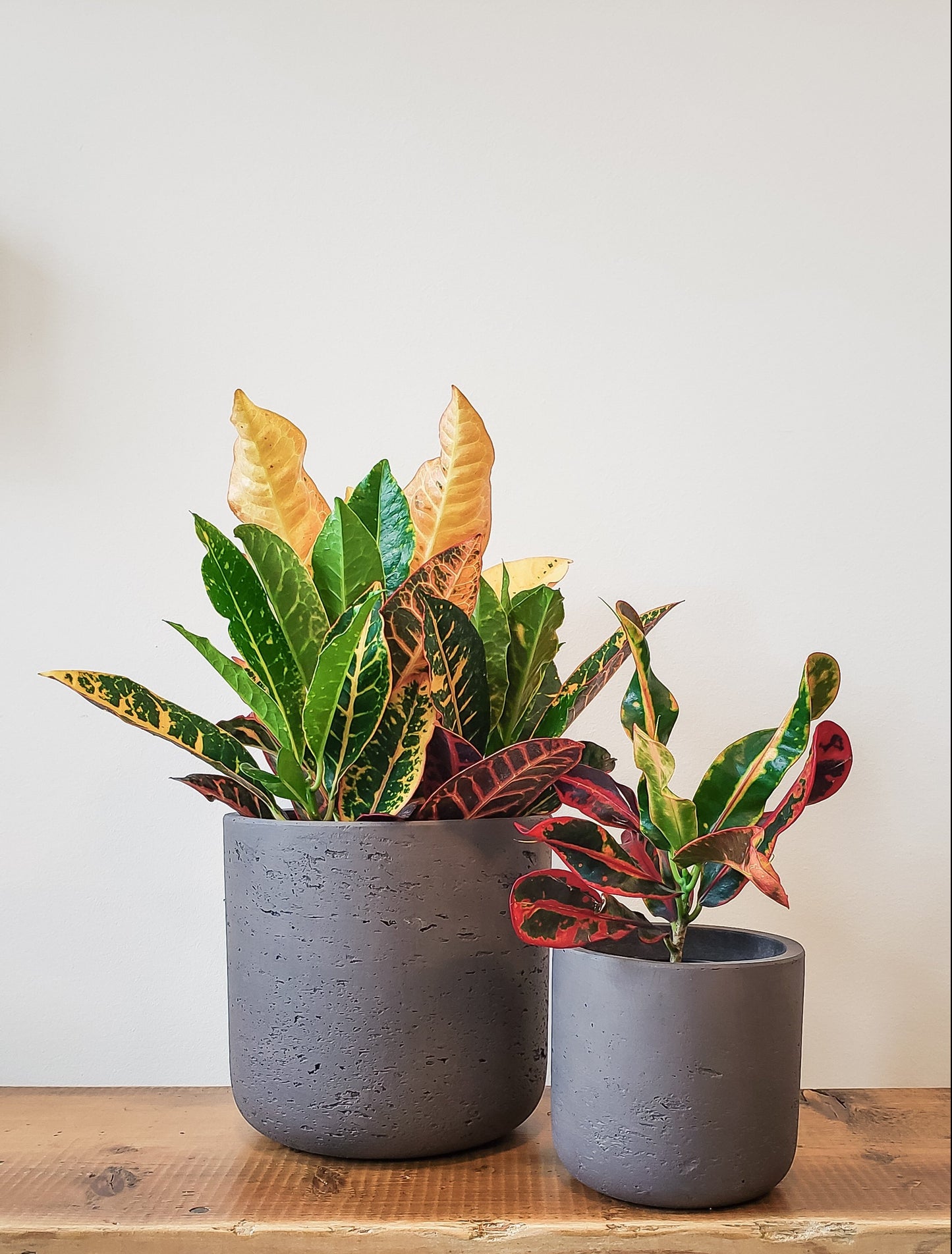 Brown Classic Cement Planter
