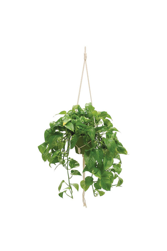 Plant Hangers and Stands – Planted Souls